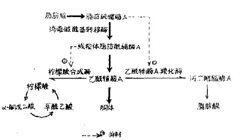 代谢酸中毒