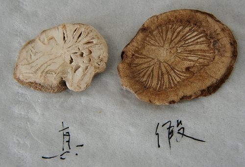 伪品防己的显著特征就是中间的纹理很清晰,似"车轮状.