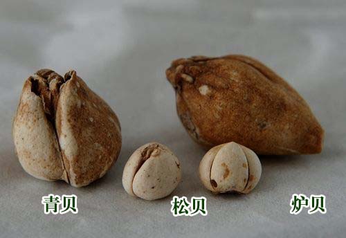 川贝母