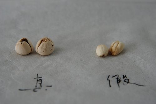 川贝母
