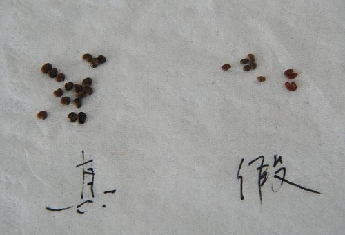 沙苑子