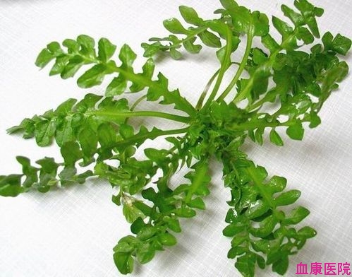 荠菜