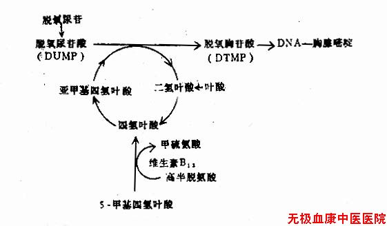 叶酸与维生素B12代谢的相互关系及对DNA合成的作用