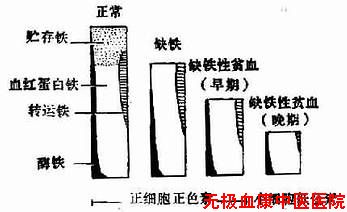 缺铁的发展阶段