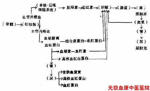 溶血后血红蛋白代谢的途径