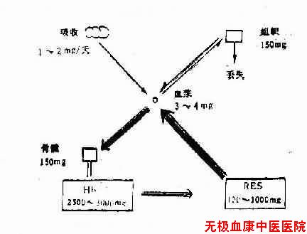 体内铁代谢的主要途径