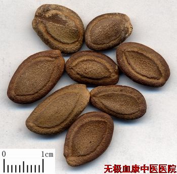 瓜蒌子