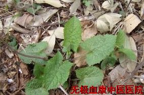 单叶血盆草