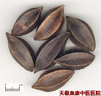 使君子