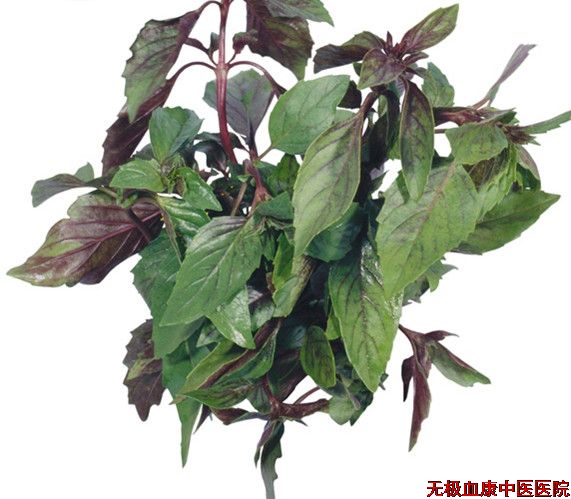 蔊菜