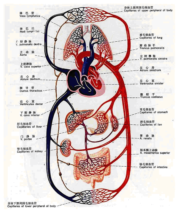 五脏气血循环示意图图片